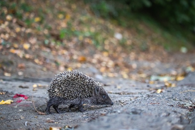 种极具感染 种极具感染