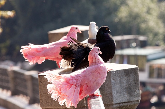 以更好地應 以更好地應